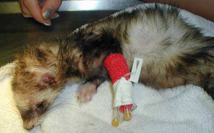 Ferret with IV catheter in leg.