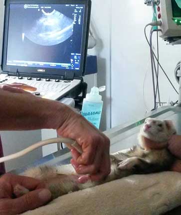 Ferret having an ultrasound.