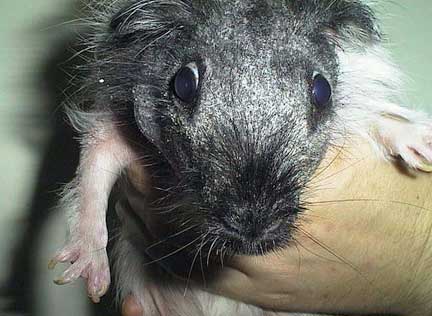 Hair loss to face of guinea pig with mange.