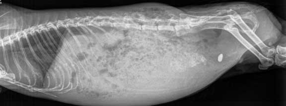 X-ray of a guinea pig with a bladder stone.