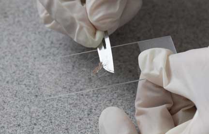 Putting skin scraping material on a microscope slide. 