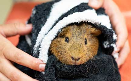 Guinea pig in a warm towel