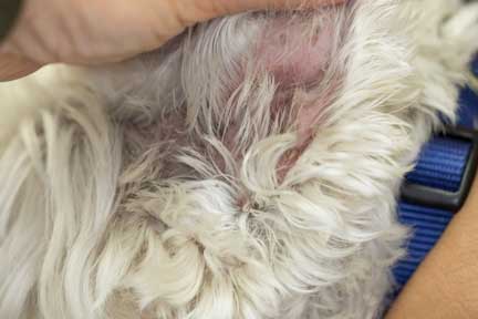 Hair filled ear canal in a dog