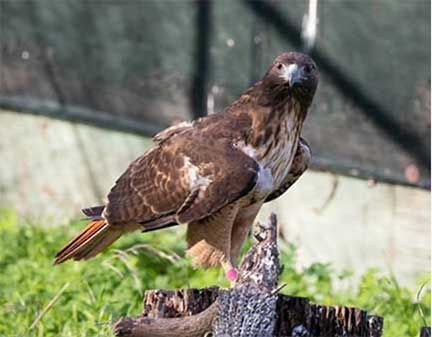 Red-tailed hawk on perch while healing from a humerus fracture.