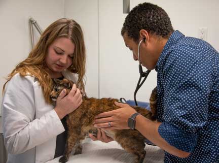 Doctors examining cat with stethoscope