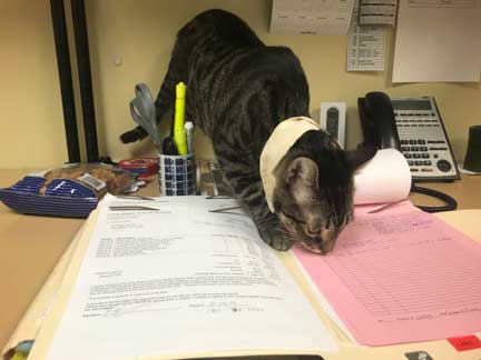 Cat walking on medical record