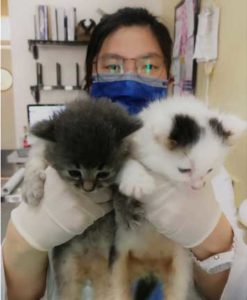 Staff holding cats