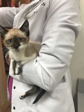 Kitten in doctor's arm