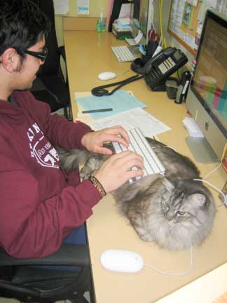Cat with receptionist under keyboard