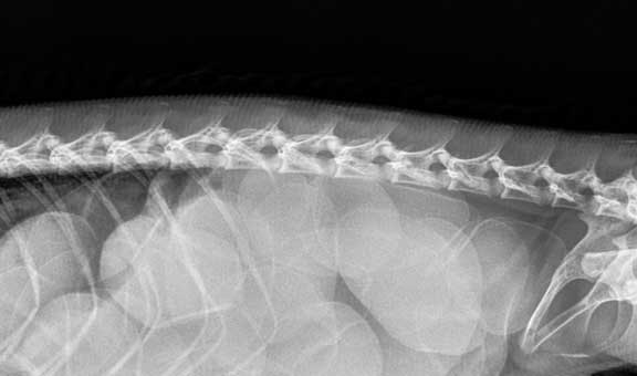 Iguana spine xray