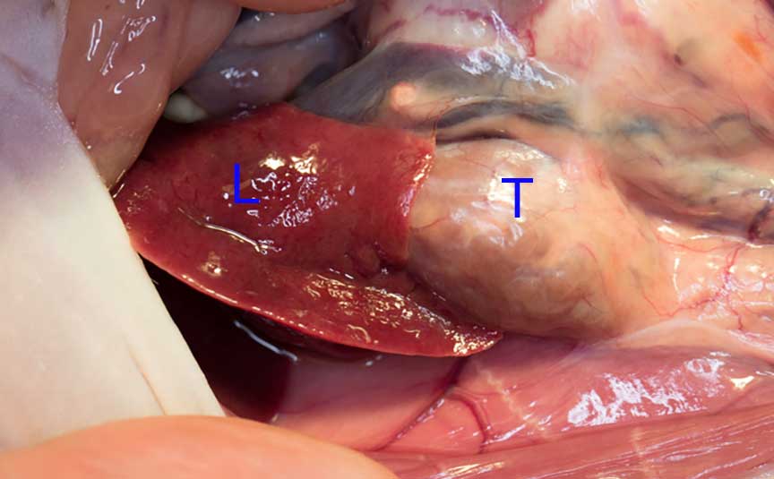 Ferret adrenal tumor under liver lobe.