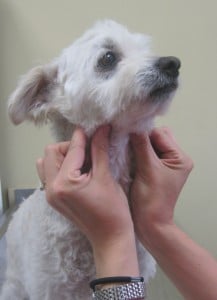 Checking the submandibular lymph nodes is a dog.