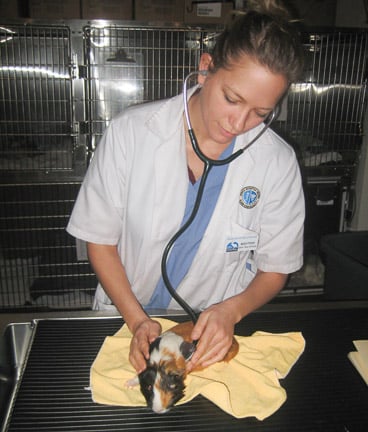Student extern doing a guinea pig exam.