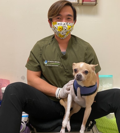 Person cleaning dog's teeth with his patient