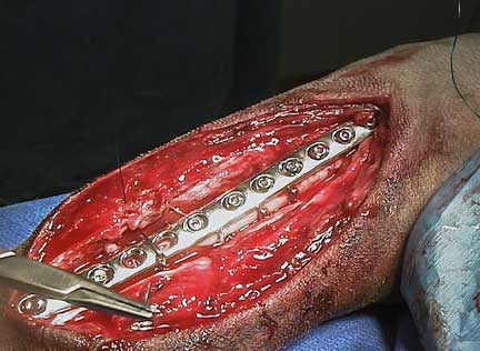 Bone plate in dog femur.