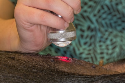 Laser therapy on pot bellied pig.