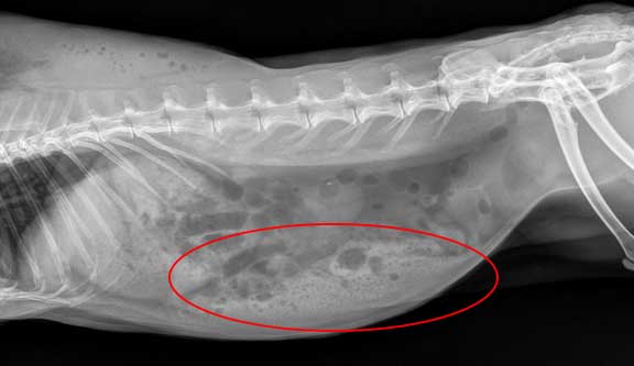 X-Ray of rabbit cecum