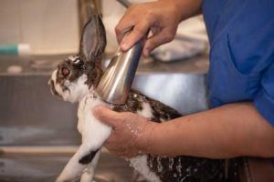 Nurse bathing rabbit