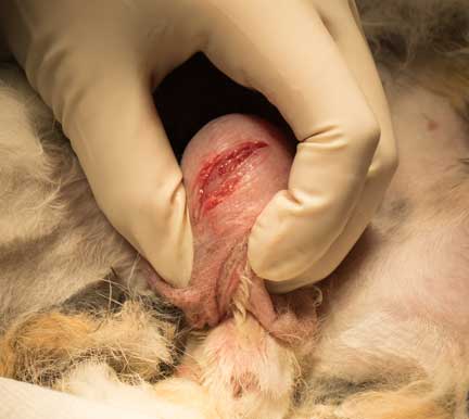 Rabbit cancerous testicle.