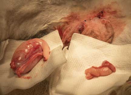 Rabbit cancerous testicle.