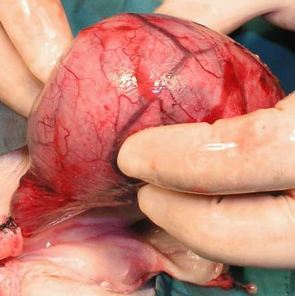 Rabbit cancerous testicle.