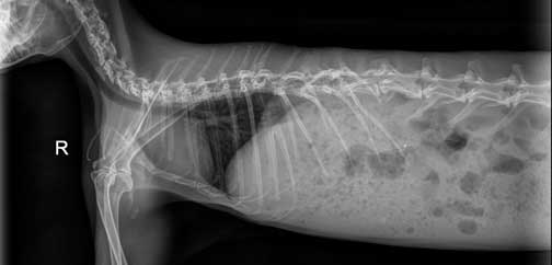 Rabbit chest radiograph (x-ray).