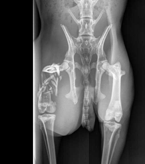 Rabbit femur fracture surgical repair.