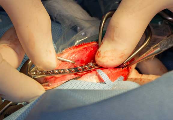 Rabbit femur fracture surgical repair.