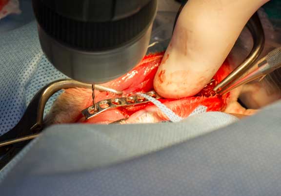 Rabbit femur fracture surgical repair.
