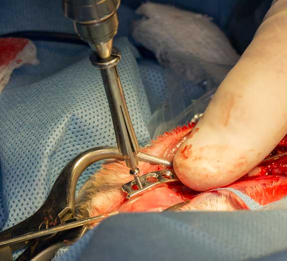 Rabbit femur fracture surgical repair.