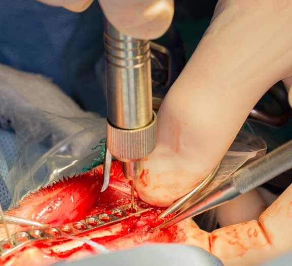 Rabbit femur fracture surgical repair.