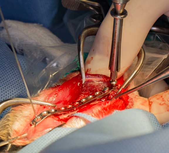 Rabbit femur fracture surgical repair.