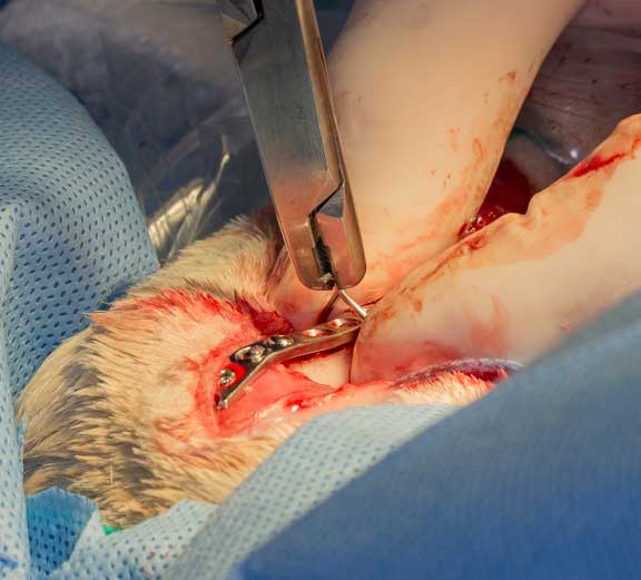 Rabbit femur fracture surgical repair.