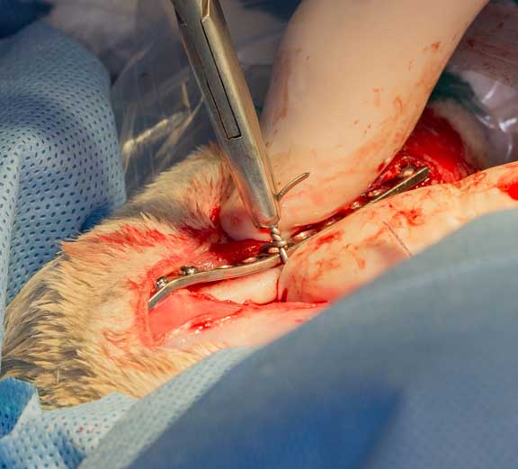 Rabbit femur fracture surgical repair.