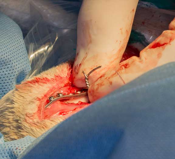 Rabbit femur fracture surgical repair.