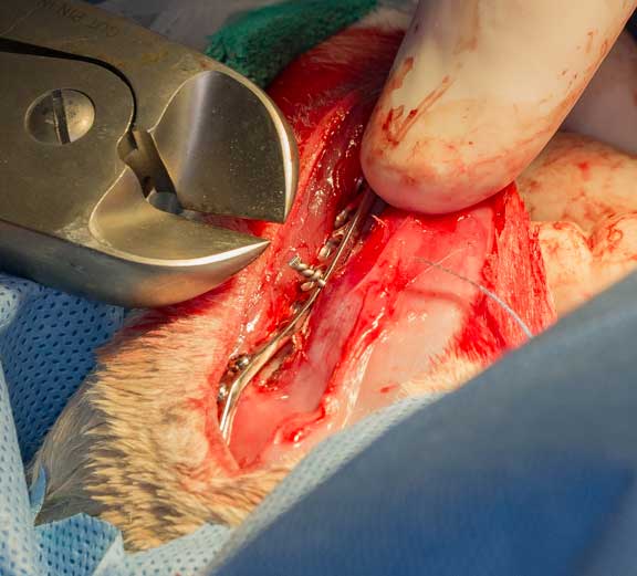 Rabbit femur fracture surgical repair.