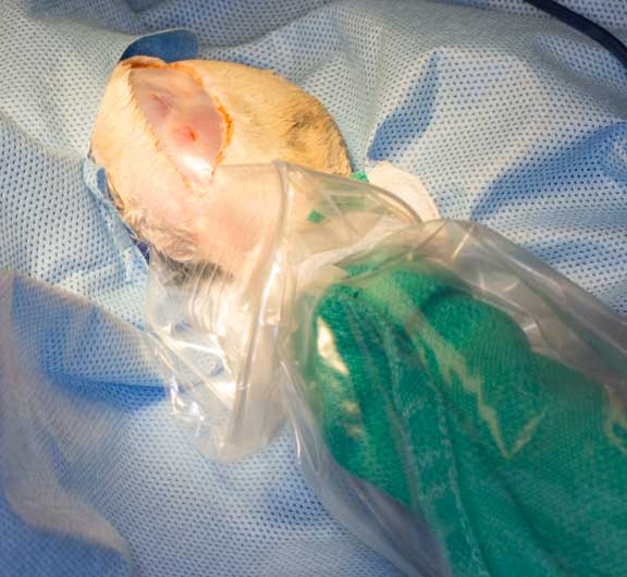 Rabbit femur fracture surgical repair.