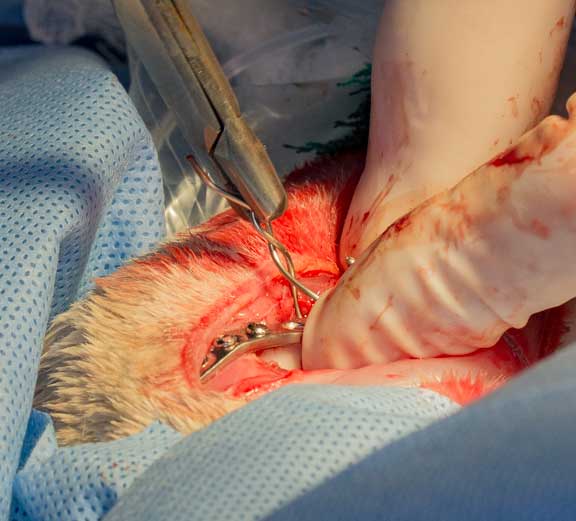 Rabbit femur fracture surgical repair.