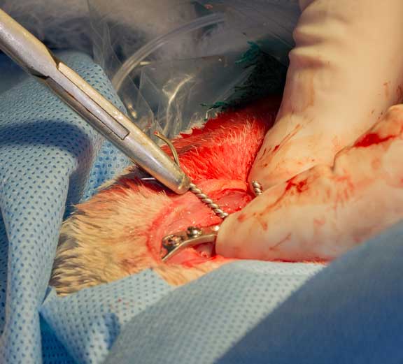 Rabbit femur fracture surgical repair.
