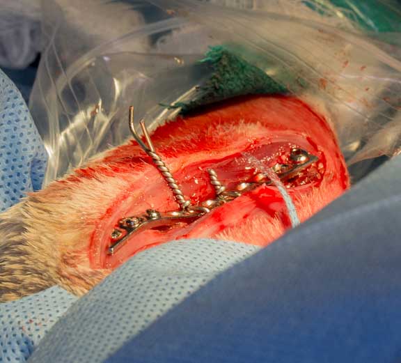 Rabbit femur fracture surgical repair.