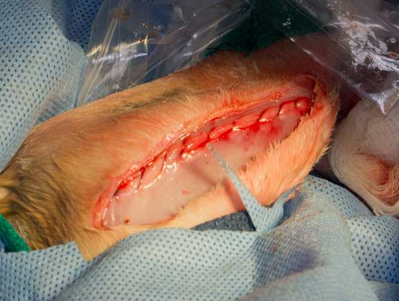 Rabbit femur fracture surgical repair.