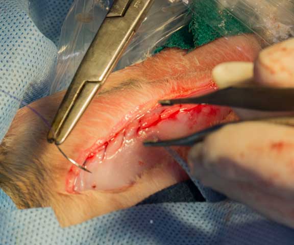 Rabbit femur fracture surgical repair.