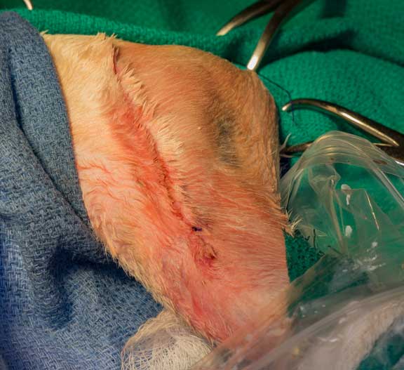 Rabbit femur fracture surgical repair.