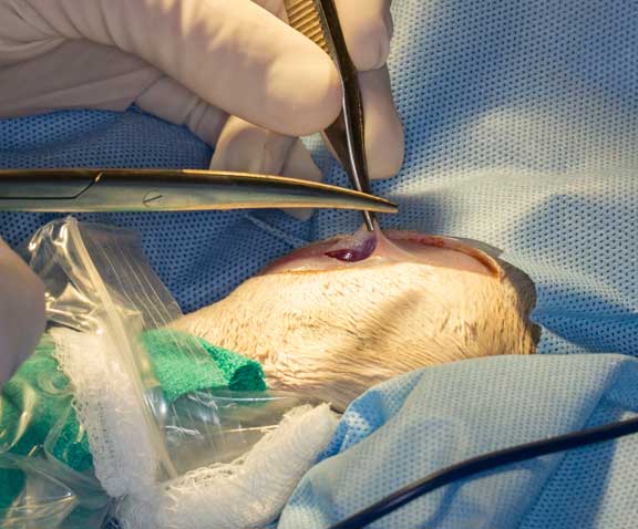 Rabbit femur fracture surgical repair.