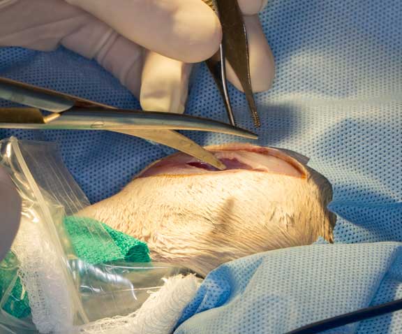 Rabbit femur fracture surgical repair.