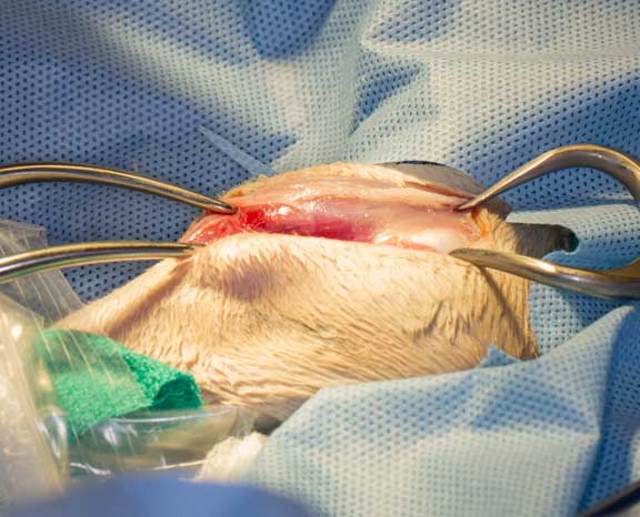 Rabbit femur fracture surgical repair.
