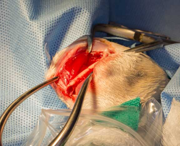 Rabbit femur fracture surgical repair.