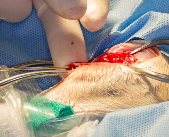 Rabbit femur fracture surgical repair.