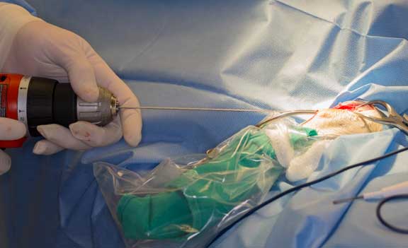 Rabbit femur fracture surgical repair.