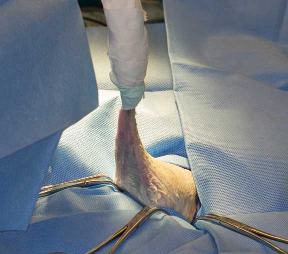 Rabbit femur fracture surgical repair.